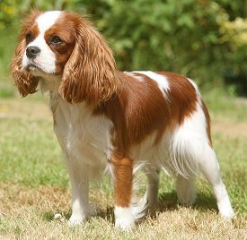 Your Pet Cavalier King Charles Spaniel
