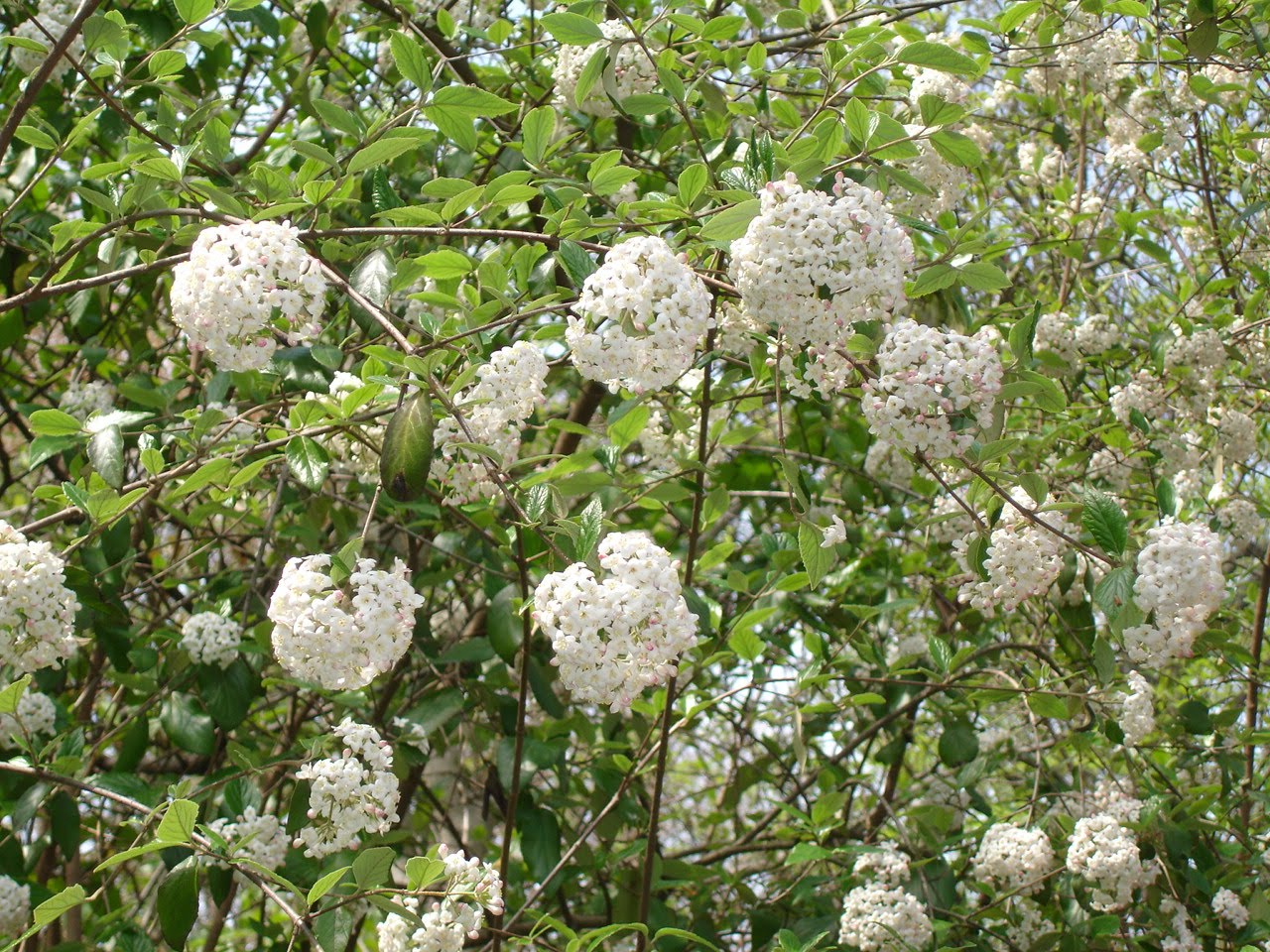 It S All About Purple A Special Sand Cherry Tree