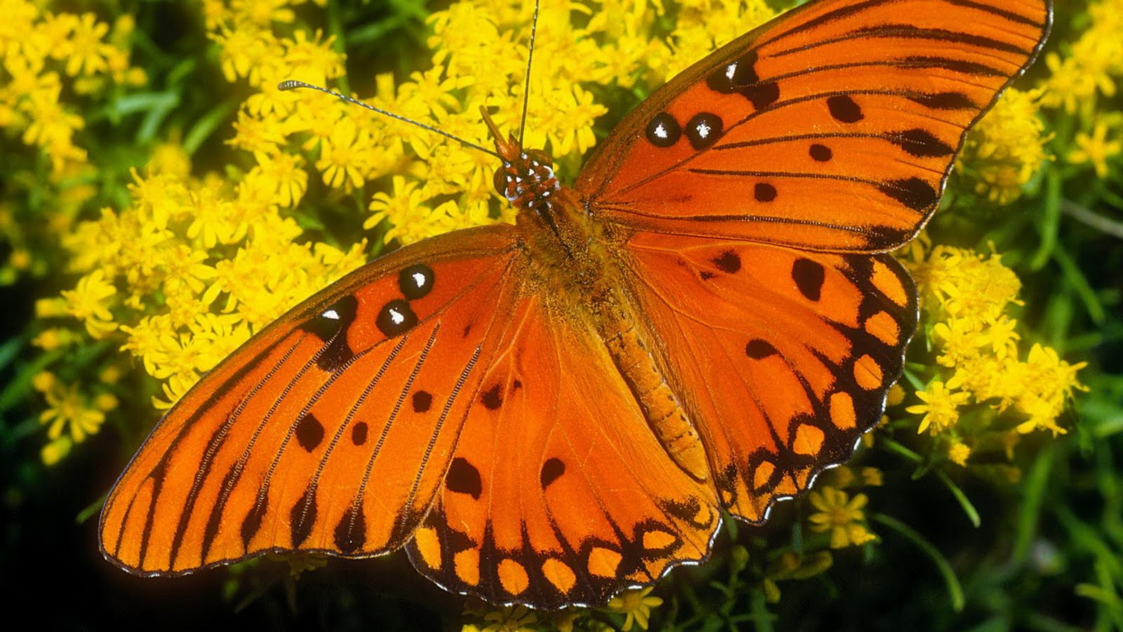 Kaliteli Resim Kelebek Resimleri HD Butterfly Wallpapers Duvar Kağıtları