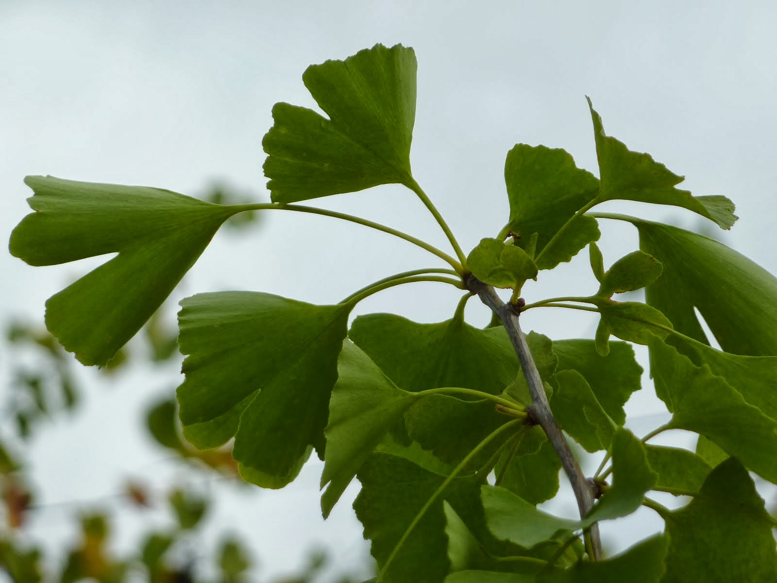 hojas del ginkobiloba