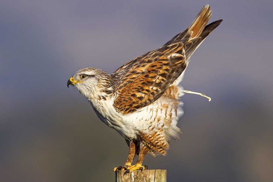 15 Animals Have Poop Time Right Now Best Photography, Art, Landscapes