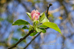 Spring on the River