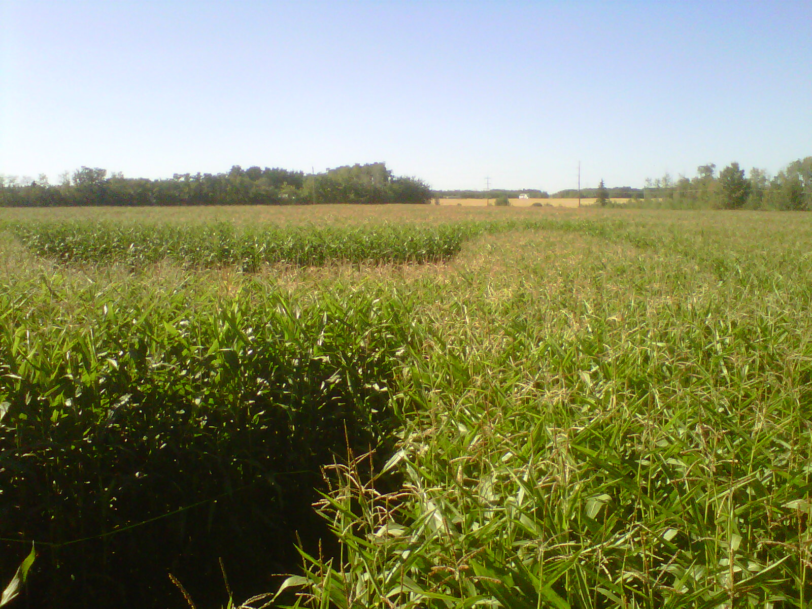 A Fresh Start Edmonton Corn Maze