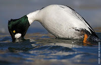 Male Common Goldeneye