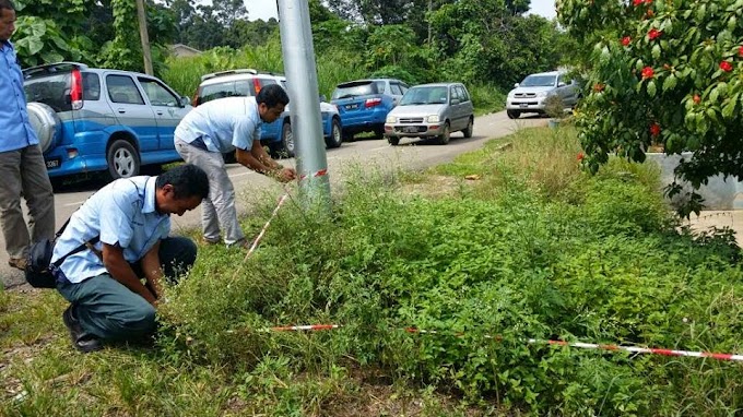 Beberapa daerah di Sabah ditumbuhi Rumpai Miang Mexico