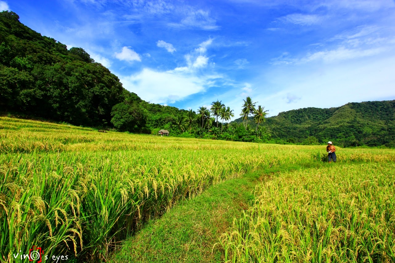 My Eyes My Imagination Rice Field Sunset At Barru Beach South Sulawesi