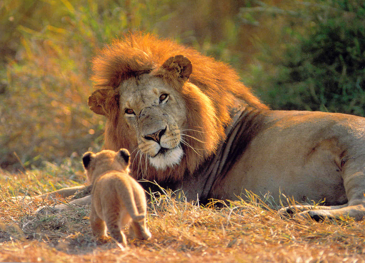 Para mis alumnos de quinto A Los Leones )