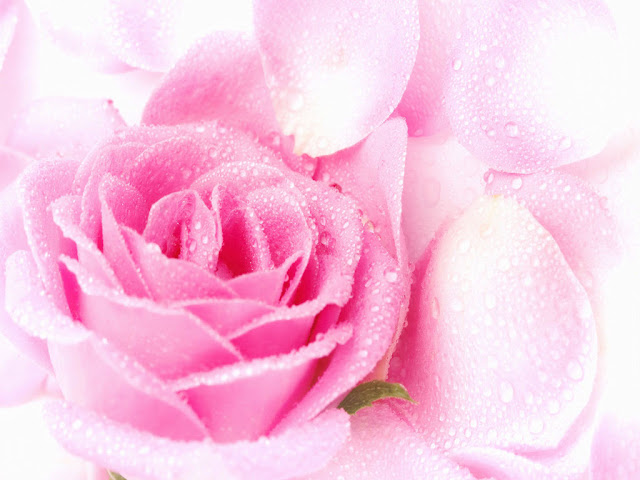 pink rose wallpaper