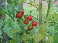 ripe tomatoes