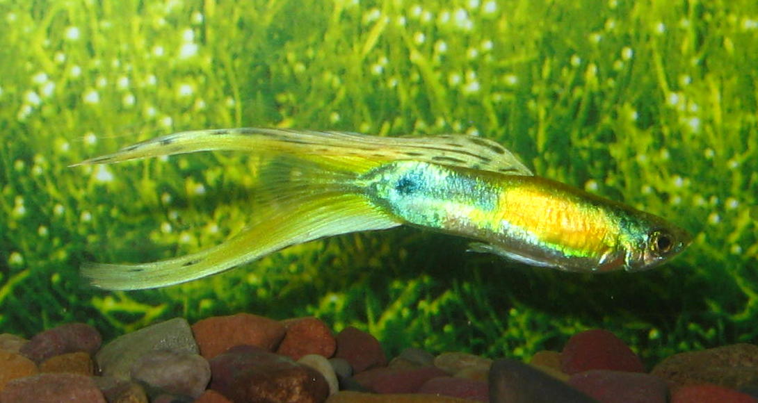 Swordtail Guppies Can You Successfully Rebreed Females To A Different