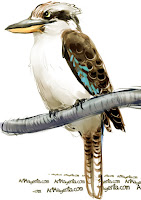Kookaburra is a bird painting by illustrator Artmagenta