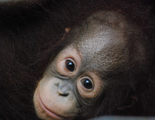 Bukit Merah Orang Utan Sanctuary Ersatz Expat