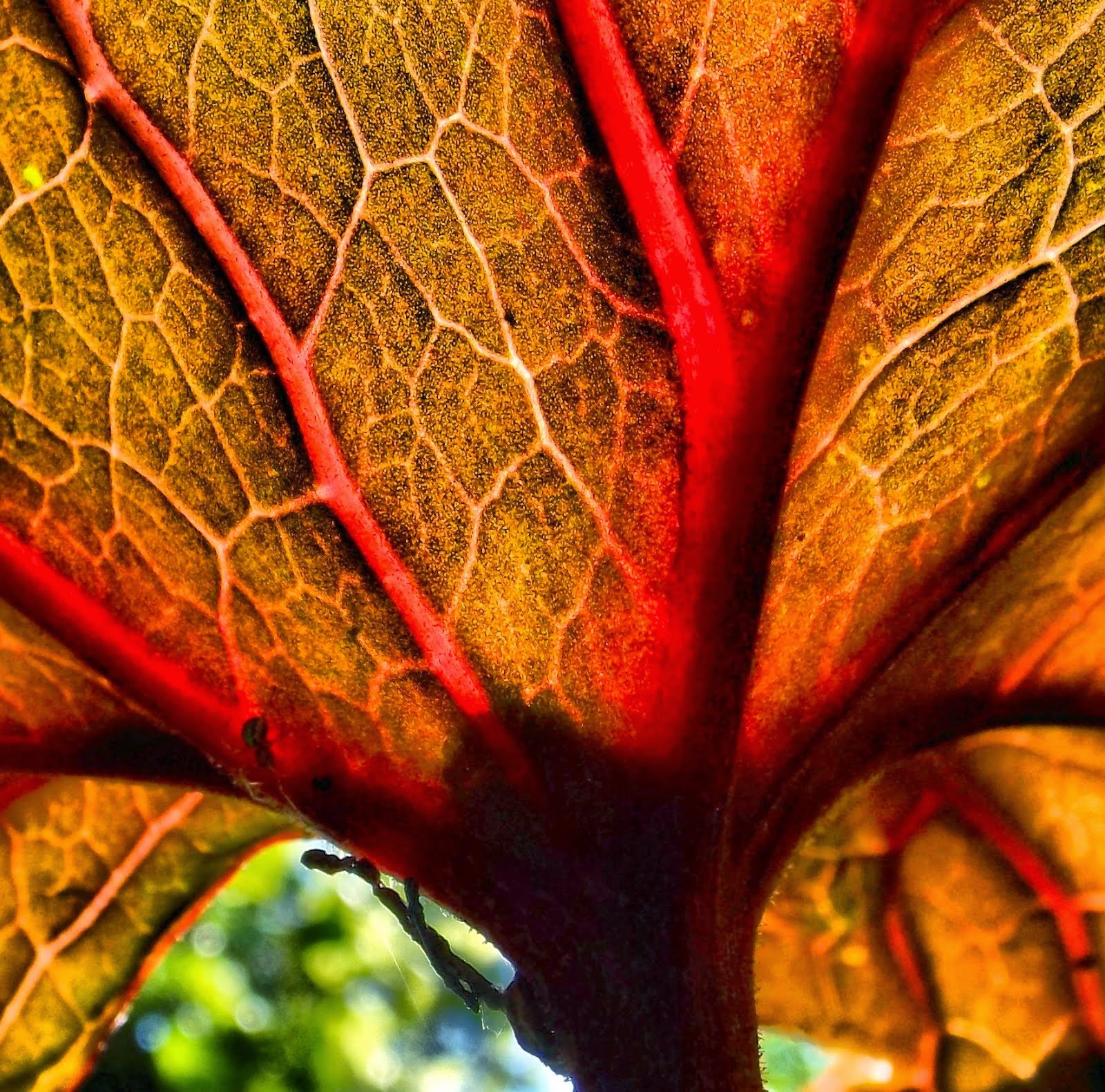 Under Leaf