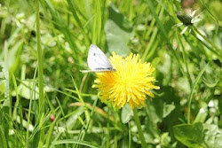 Die Natur erwacht auch im kühlen Norden