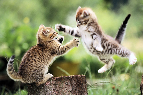 Gatitos jugando en el jardin - Kittens playing at the garden