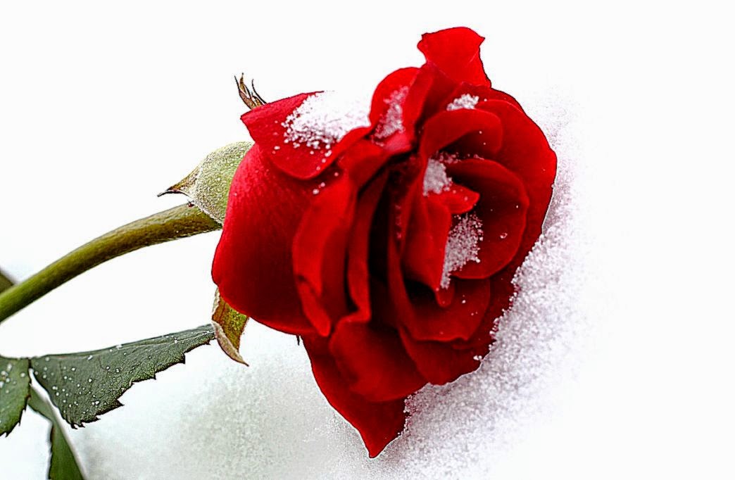 red background with snow photo Image № 16969 red background with snow photo Image № 16969