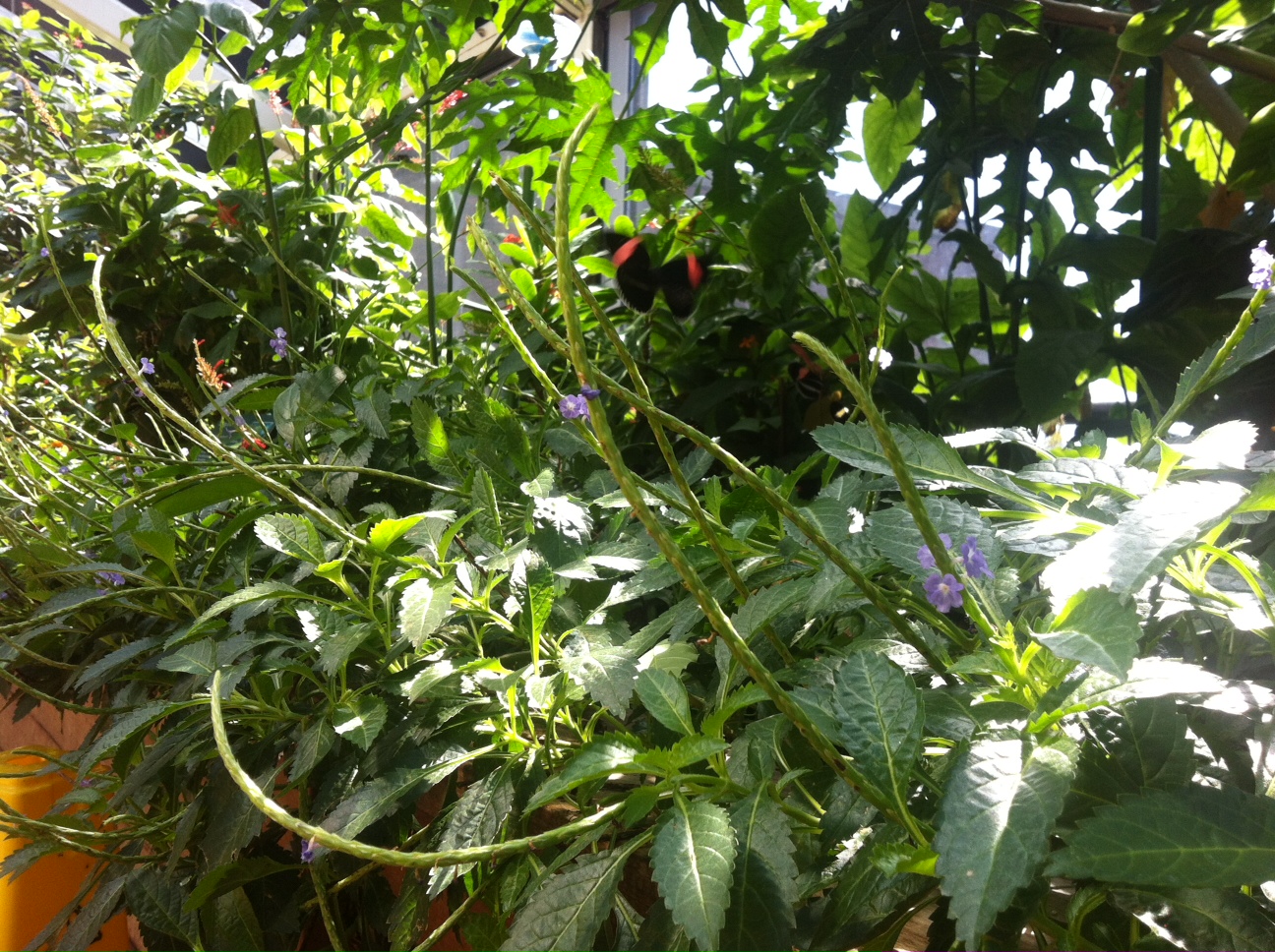 "It's My Story" "It's Your Story" Family in Massachusetts, Butterfly