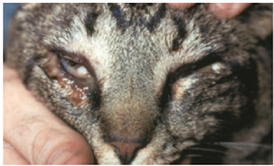 Hình 2: Mèo bị viêm kết mạc mắt