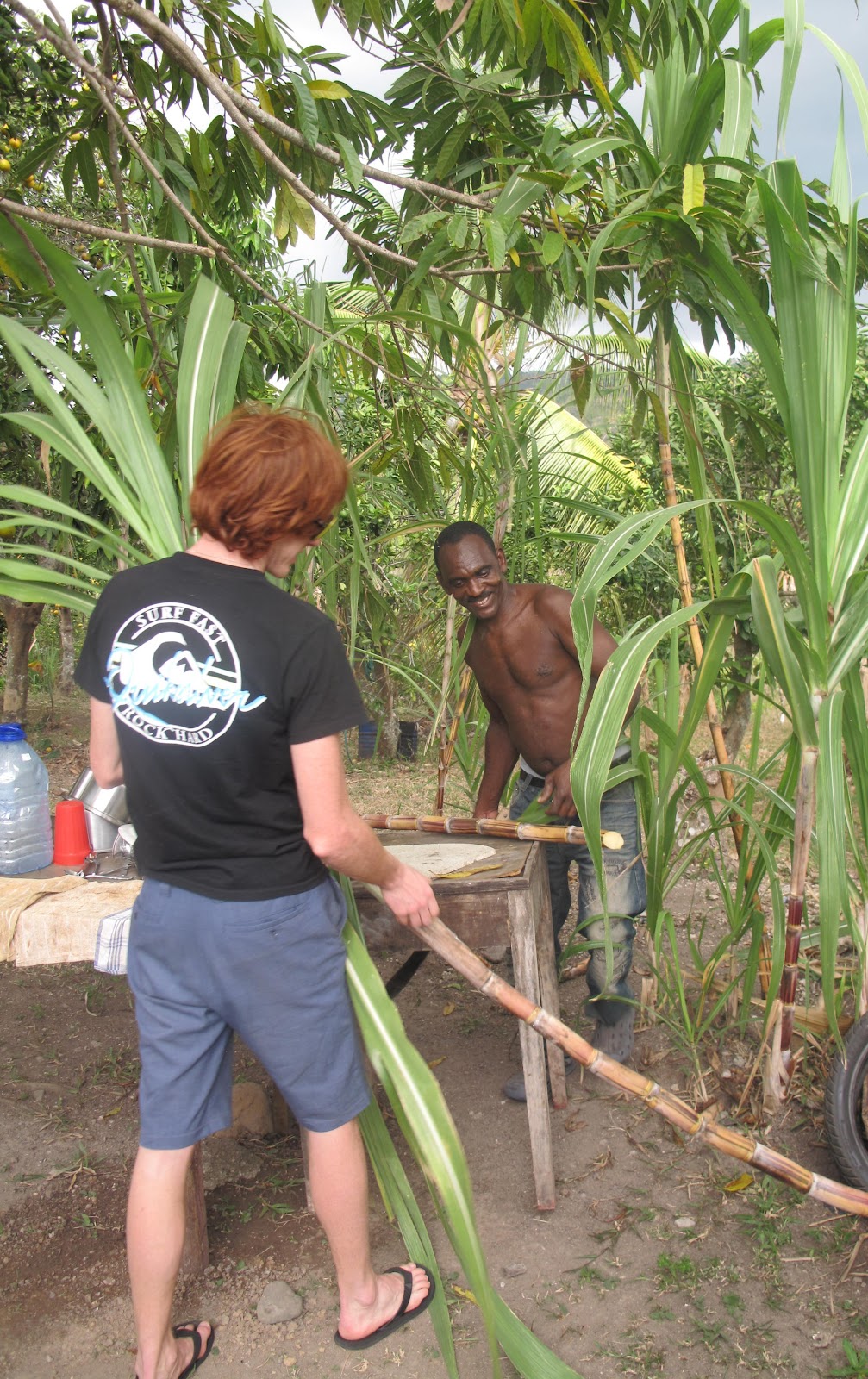 Jamaican Sugar Cane