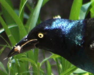 Photograph of Common Grackle by Darla Sue Dollman