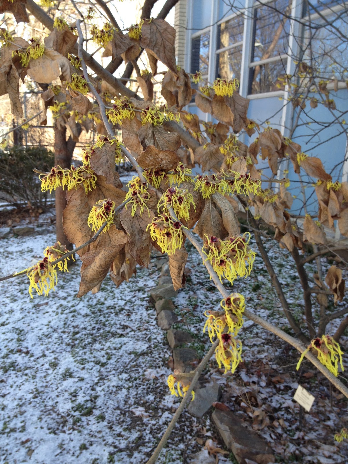 PHILLY TREES Notable Trees List