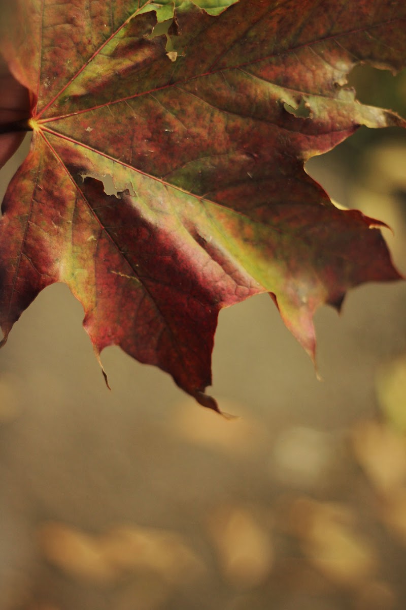 autumn chelmsford parks essex