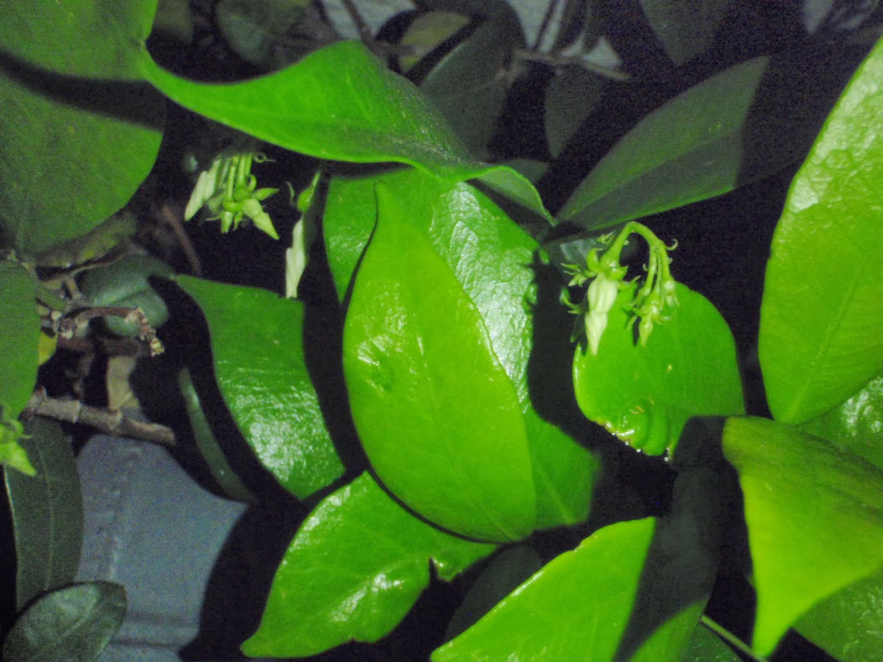 Xtremehorticulture of the Desert Star Jasmine Problems Mostly Soil