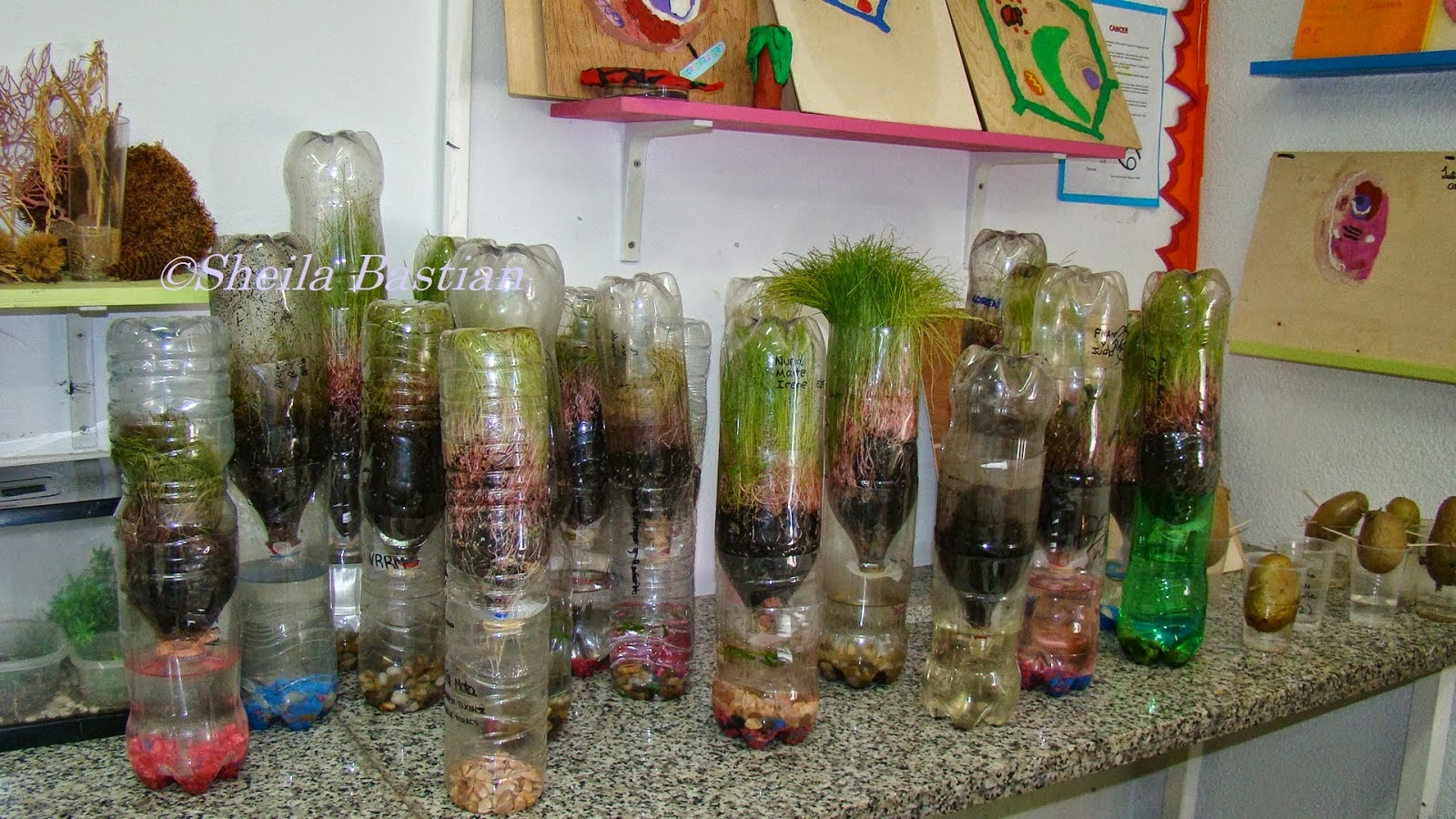 MSED251 Bottle Habitat