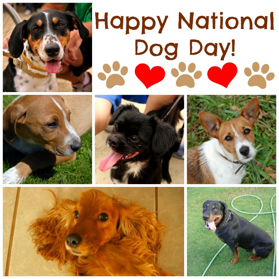 Why Dogs Make Our Lives Better National Dog Day Pawsitively Pets