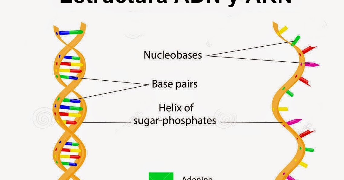 cadenas adn y arn 193 cidos nucleicos 225 cido desoxirribonucleico adn y 225 cido cadenas adn y arn 193 cidos nucleicos 225 cido desoxirribonucleico adn y 225 cido