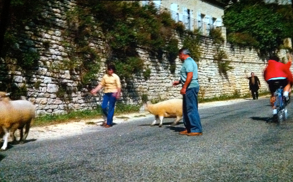 Impressions de France sheep veers off in terror.