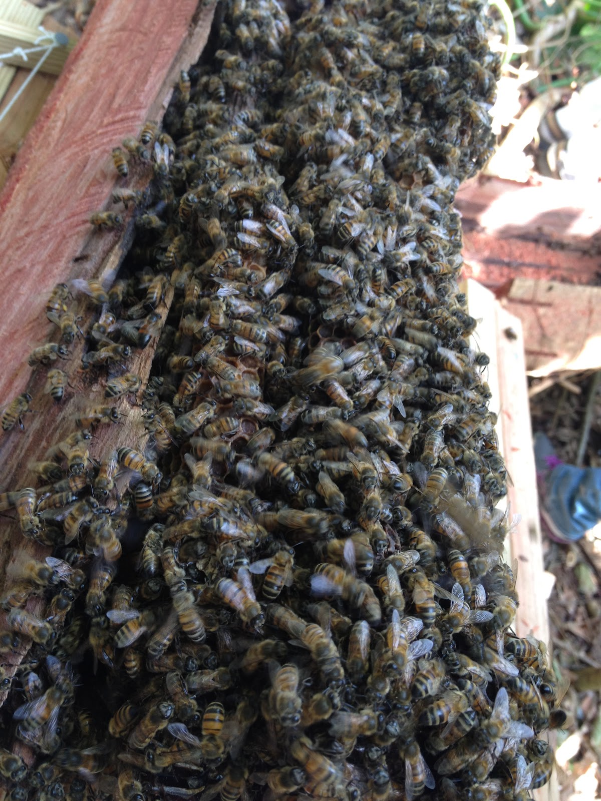 Dee Lee's Bees Hollow Tree Hive