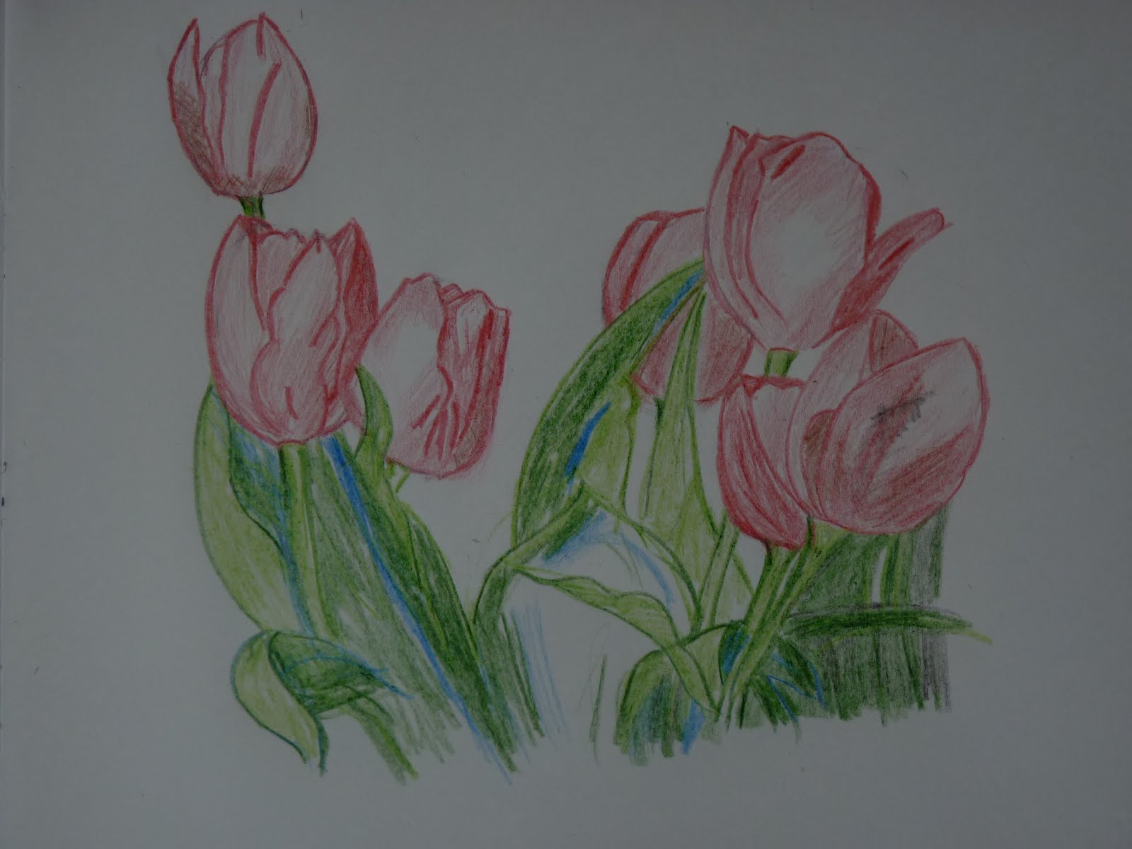 Chitravali: Colour pencil drawing----Tulip spring flower