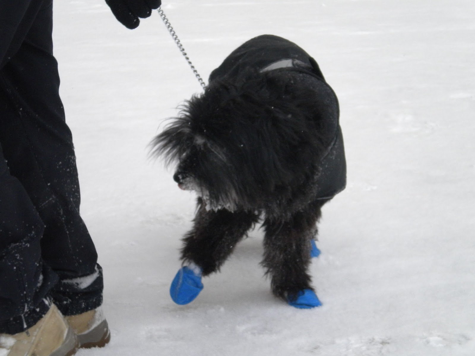 Winter clothes for dogs