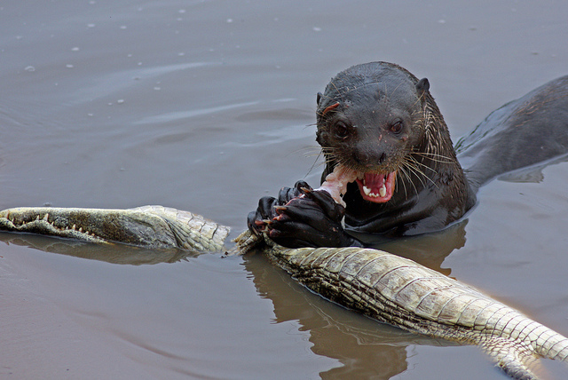 otter-eats-crocodile.jpg
