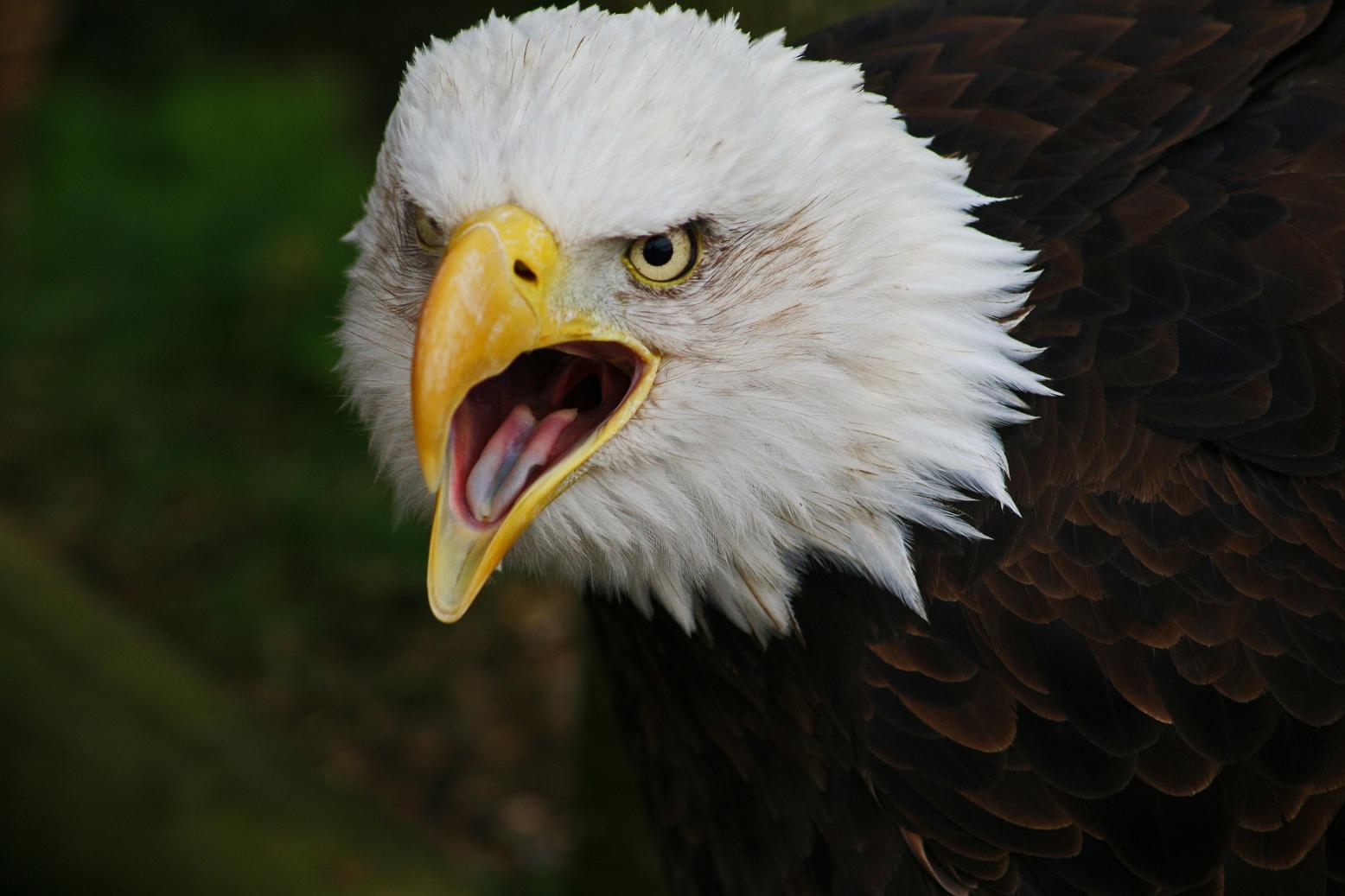 http://1.bp.blogspot.com/-6uT13Stv8qE/T_bWHsLa-qI/AAAAAAAAMa4/SWQobAgyl6Q/s1600/Bald+Eagle5.jpg