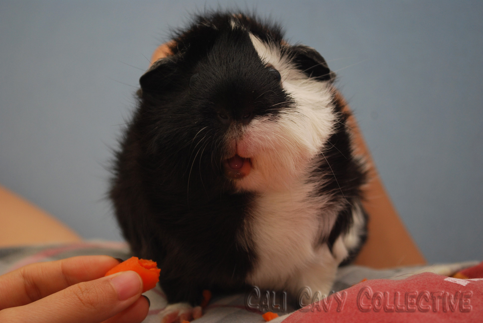 Cali Cavy Collective a blog about all things guinea pig Revy's piggy