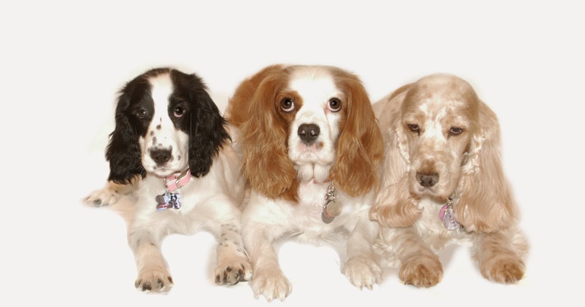 amerikan köpek cinsleri
