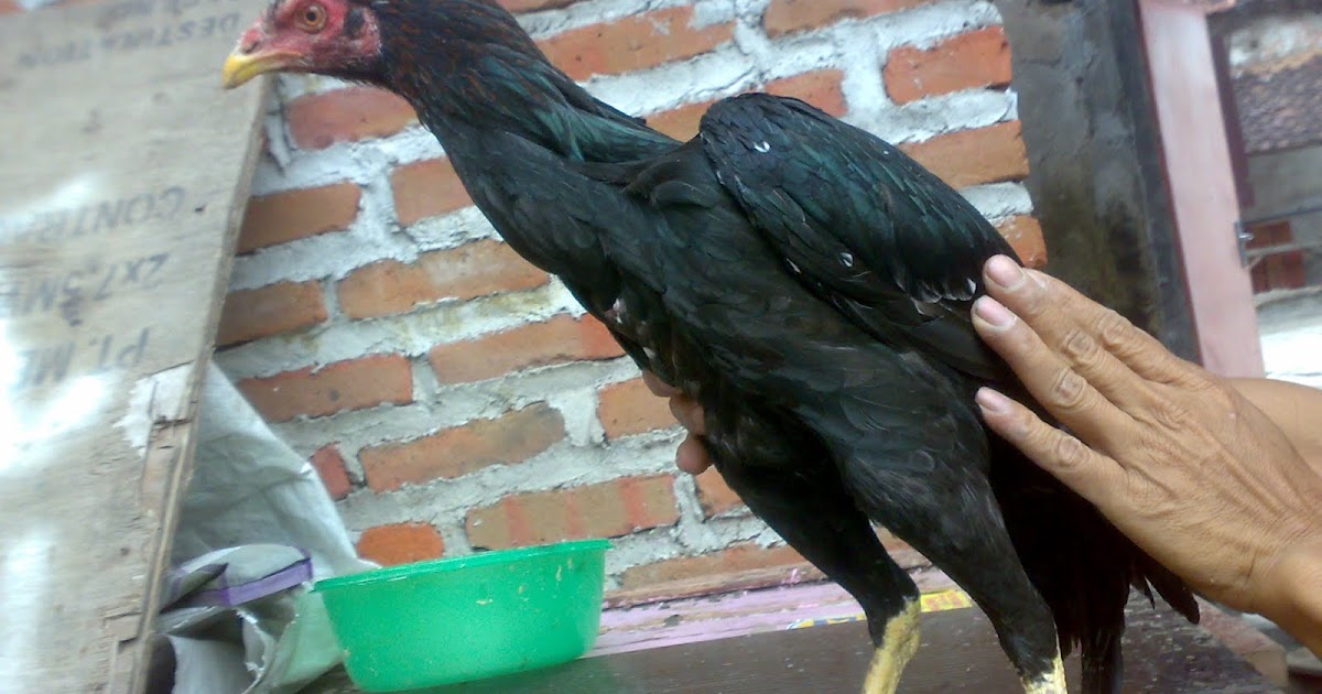 (Terjual)Dijual Indukan/dedara Pakhoy, Rp.500 ~ Saparifarm Surabaya