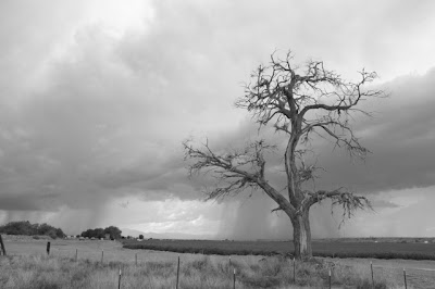 Lone Tree, Lone Star State.