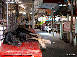 KOH KRET, LA ISLA DEL RÍO CHAO PHRAYA, BANGKOK. TAILANDIA