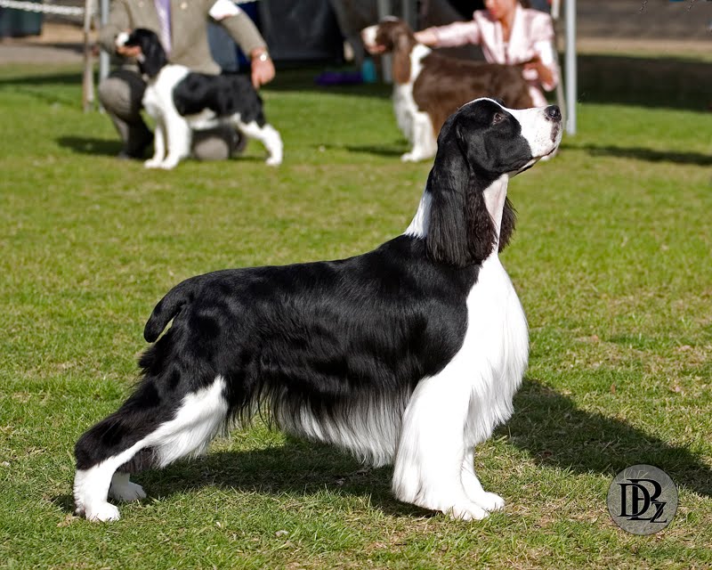 to the DogBreedz Blog! Back to the Shows Orange Empire Dog