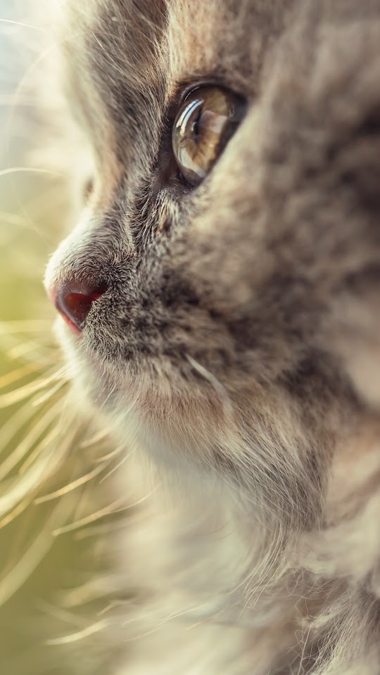 Cat Snout Macro Galaxy Note HD Wallpaper