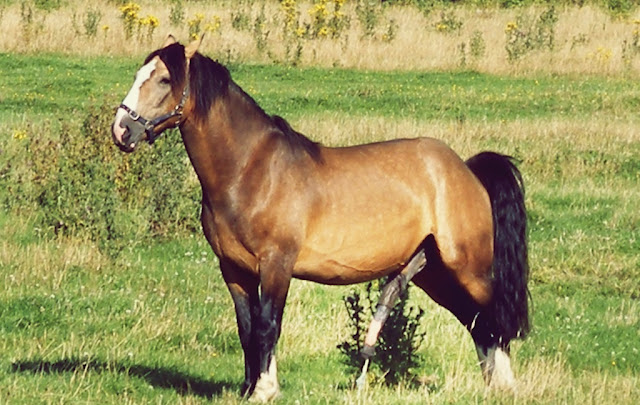 Stallion interracial photos