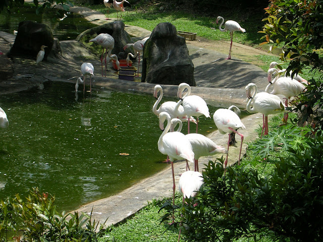 Bali Bird Park for things to do in Bali3