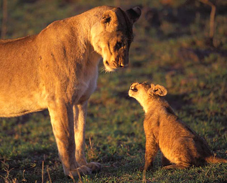 lions and lionesses. I would want to be a lioness.