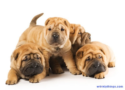 cute wrinkly puppies