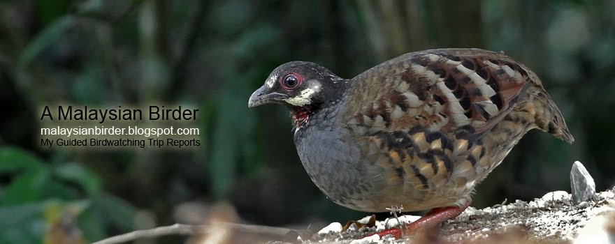 A Malaysian Birder