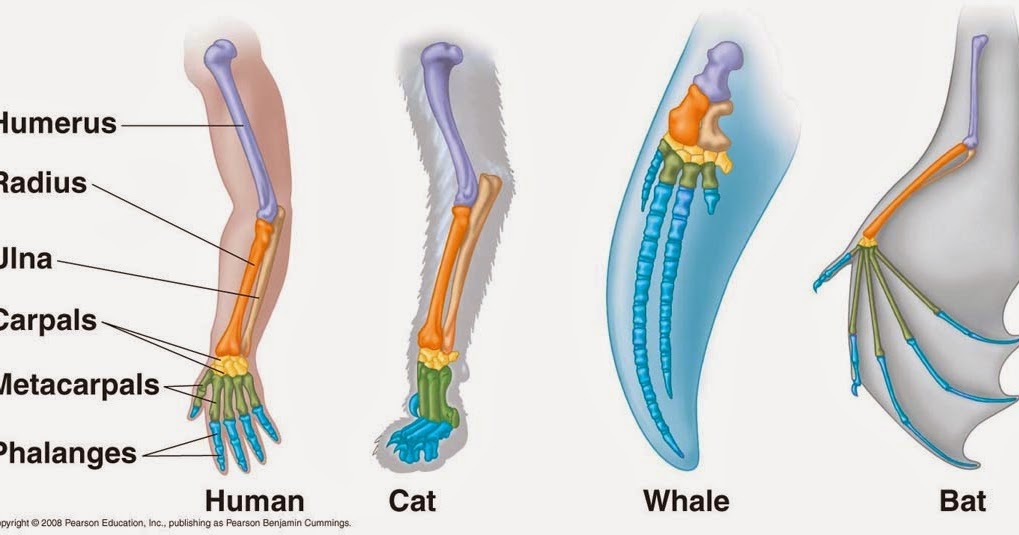 anthro lol: bats and humans