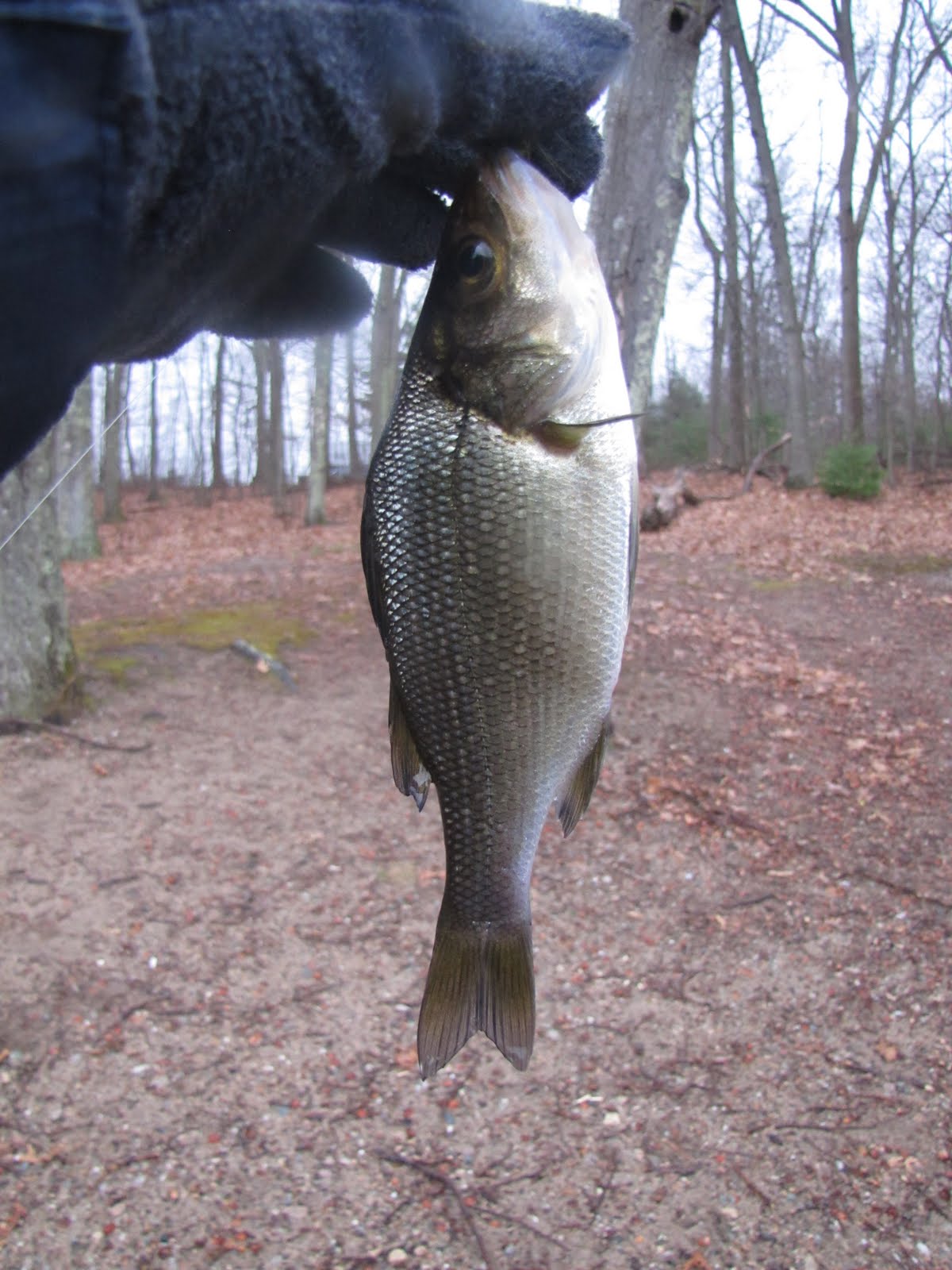 Southern New England Outdoor and Nature Site Little Ol' White Perch